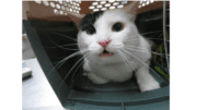 A white cat with a dark eye marking looks up from a crate