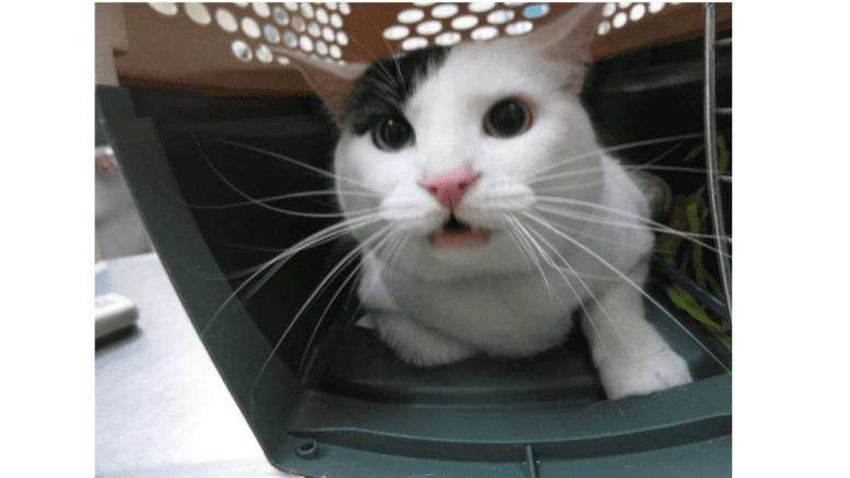 A white cat with a dark eye marking looks up from a crate