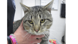 A grey cat held by a pair of hands, looking down sadly