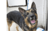 German Shepherd with mouth open looking up at camera