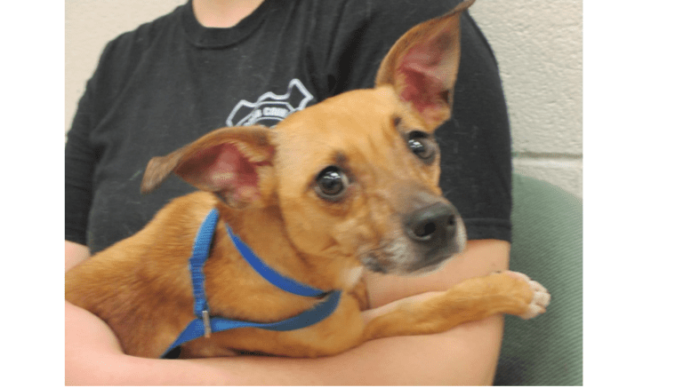 Chihuahua looking up toward camera