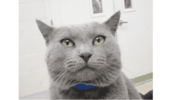 A large grey short-haired cat, looking upward at the camera