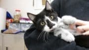 Kitten cradled in someone's arms, looking at the camera