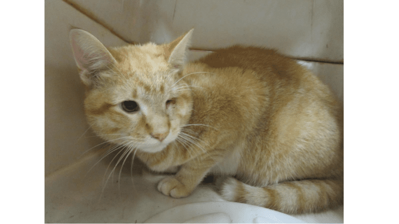 A small orange tabby cat with one eye injured