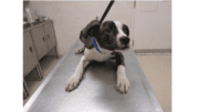 A medium-sized hound on a metal veterinary table