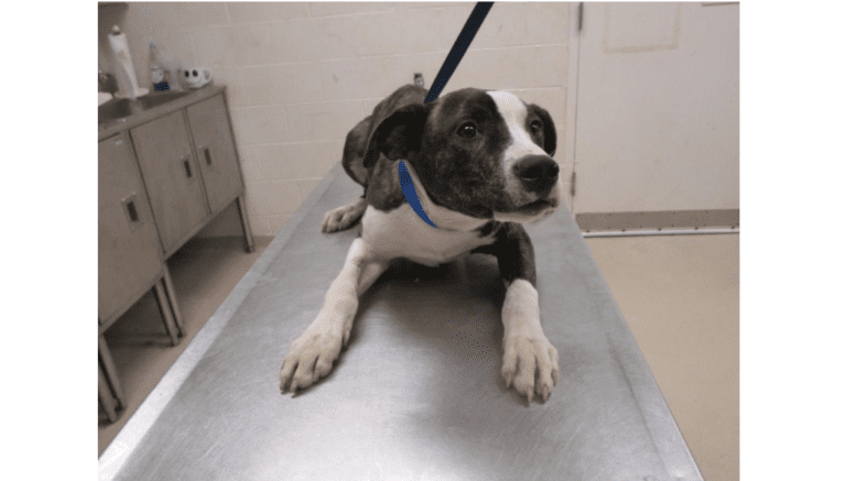 A medium-sized hound on a metal veterinary table