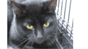 Black cat in cage with glowing eyes