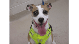 A brown and white dog with folded ears looking at the camera with its tongue hanging out