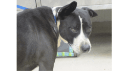 A large pit-bull type dog with one ear up in a quizzical expression looks back over his shoulder toward the camera