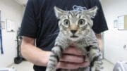 wide-eyed kitten held up for camera