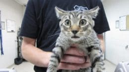 wide-eyed kitten held up for camera