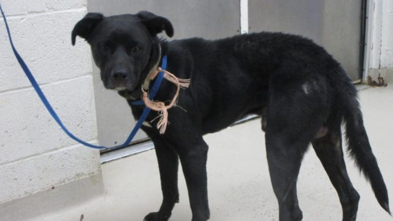 A black Labrador Retriever with blue leash looking toward the camera