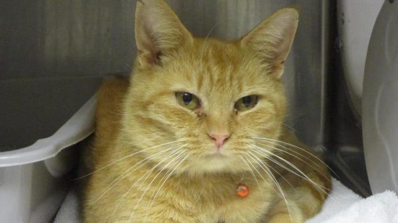 An orange cat beside a gray cat litter box, looking straight ahead