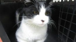 A black and white domestic short hair cat in a black cage, looking ahead
