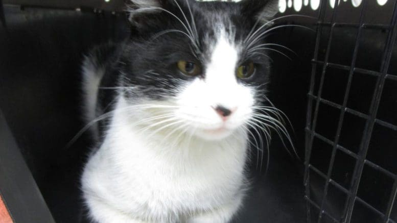 A black and white domestic short hair cat in a black cage, looking ahead