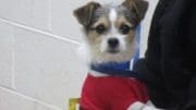 A tri-color terrier puppy with a red clothing and a blue leash, looking at the camera