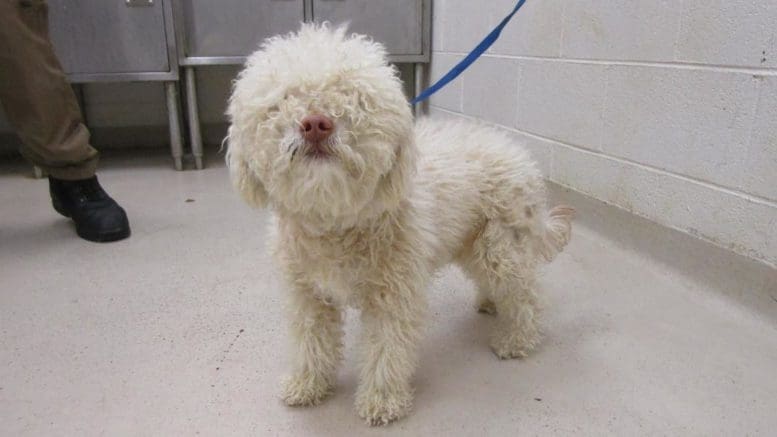 A small white poodle in a blue leash with eyes covered