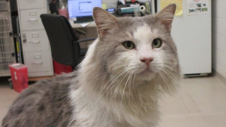 A gray/white cat looking at someone