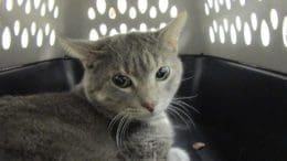 A gray tabby cat inside a black and white cage, looking at the camera