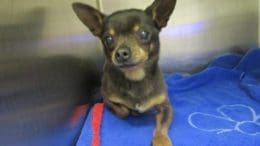 A brown/tan chihuahua inside a cage with blue mattress pad, looking outside.