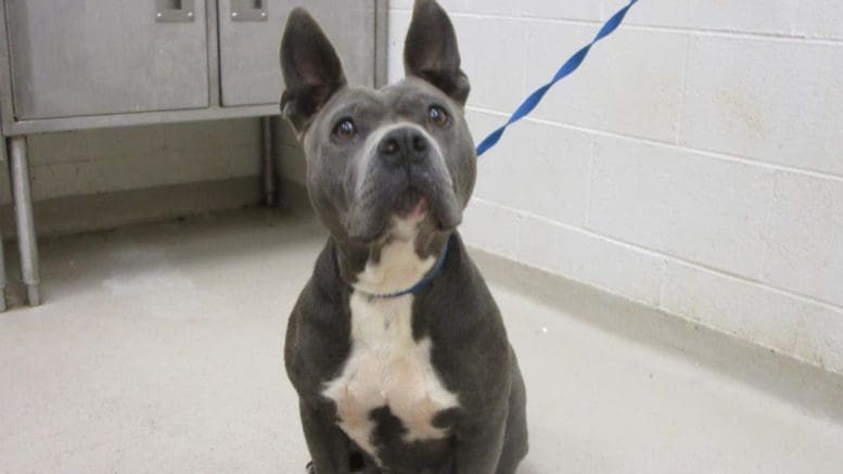 A gray/white pit bull with a blue leash, looking above