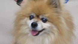 A happy small pomeranian dog with tongue sticking out