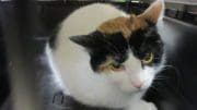 A shy calico domestic short hair cat inside a black cage