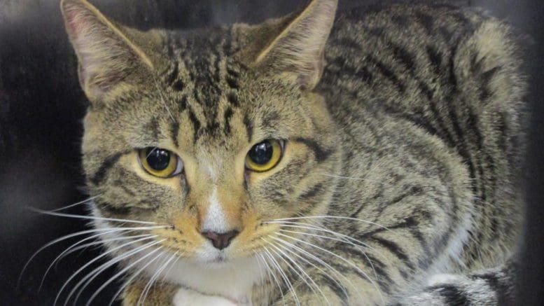 A tabby/white cat inside a black cage, looking ahead