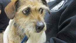A tri-color dog with a blue leash, held by someone behind him
