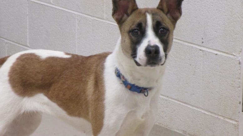A tri-color dog with a blue leash, looking at the camera