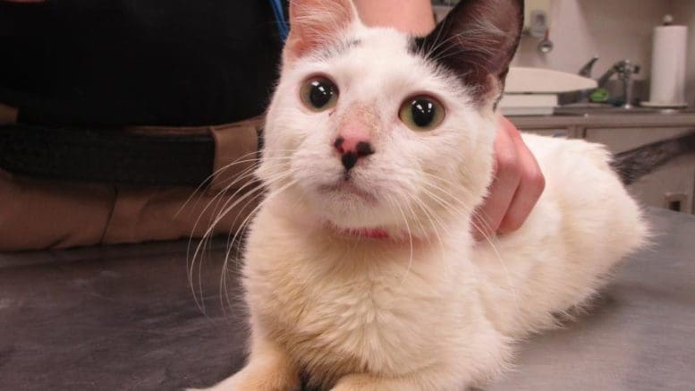 A black/white cat held by someone behind