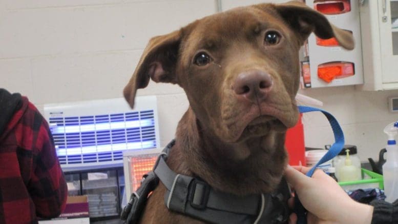 A brown labrador with a blue leash, looking sadly at the camera