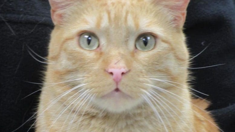 An orange tabby cat held by someone behind, looking directly at the camera