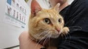 A orange tabby cat held by someone