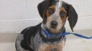 A ticked beagle dog with blue leash, looking at the camera