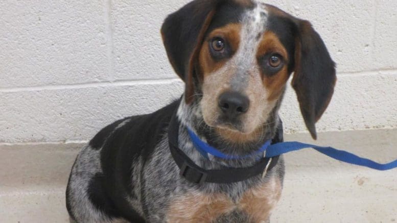 A ticked beagle dog with blue leash, looking at the camera