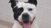 A black and white pit bull with big smile and tongue out, looking at the camera