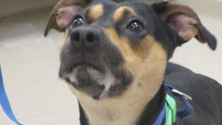 A tri-color hound dog with a blue and green leash, looking sad