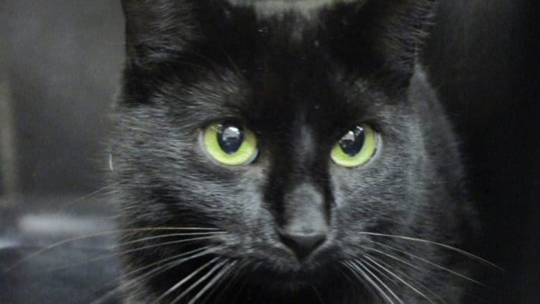 A black cat inside a black cage, looking ahead of her