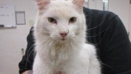 A white cat held by someone behind, looking at the camera