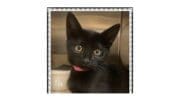 A black kitten with pink leash inside a cage, looking at the camera