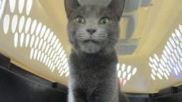 A gray cat inside a black and white cage, looking at the camera