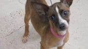 A tri-color chihuahua with a pink/blue leash, looking sad