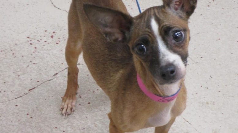 A tri-color chihuahua with a pink/blue leash, looking sad