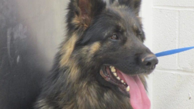 A black/tan german shepher with blue leash and tongue's out