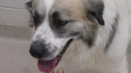 A tri-color great pyrenees with tongue's out