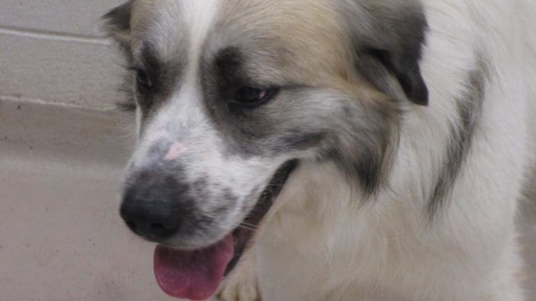 A tri-color great pyrenees with tongue's out