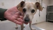 A brown/white dachshund dog, held by someone at the side