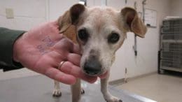 A brown/white dachshund dog, held by someone at the side