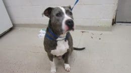 A brindle/white pit bull type with a blue leash